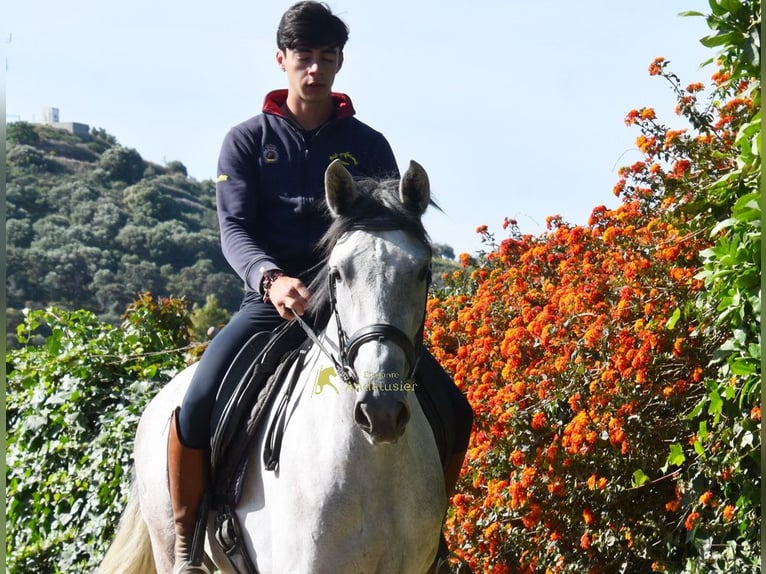PRE Mare 3 years 15.2 hh Grey in Provinz Malaga