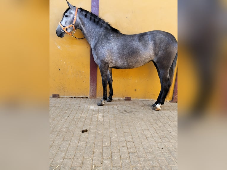 PRE Mix Mare 3 years 15.2 hh Grey in La Luisiana