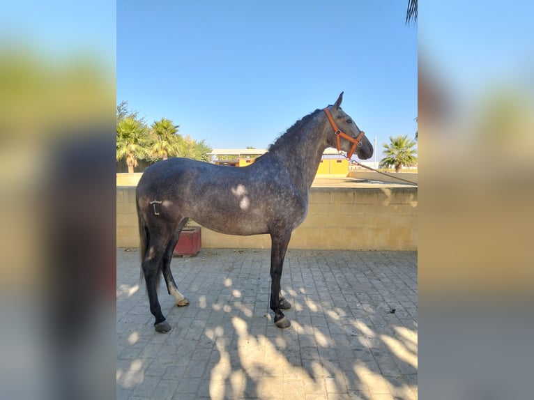 PRE Mix Mare 3 years 15.2 hh Grey in La Luisiana
