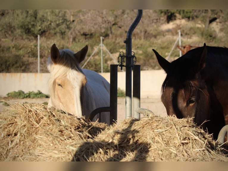 PRE Mix Mare 3 years 15,2 hh Palomino in Valencia