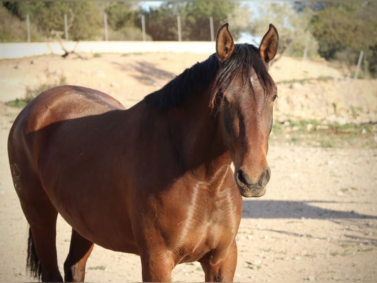 PRE Mix Mare 3 years 15,2 hh Palomino in Valencia