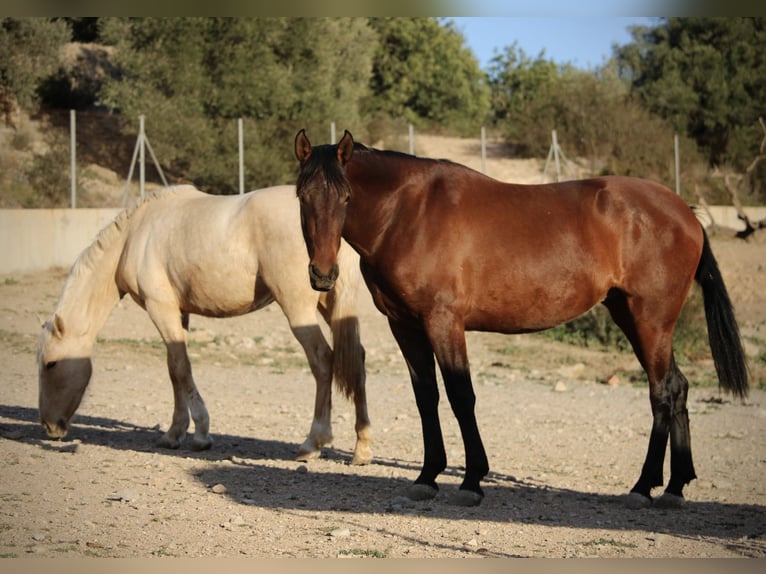 PRE Mix Mare 3 years 15,2 hh Palomino in Valencia