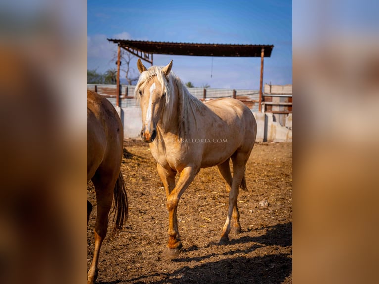 PRE Mare 3 years 15,2 hh Palomino in Rafelguaraf