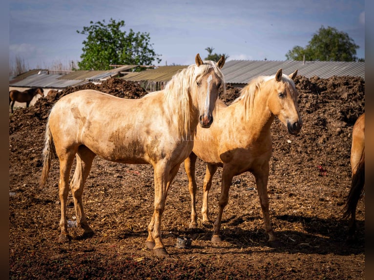 PRE Mare 3 years 15,2 hh Palomino in Rafelguaraf