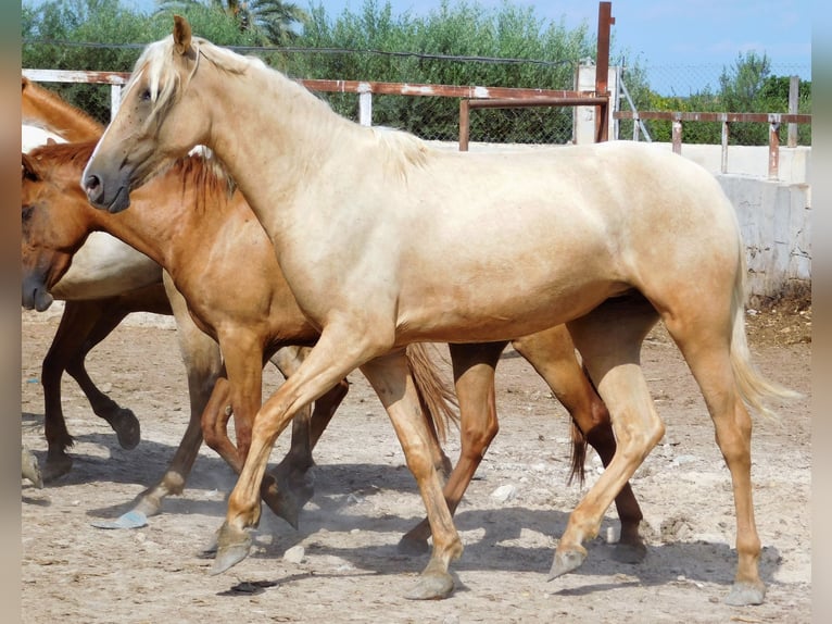 PRE Mare 3 years 15,2 hh Palomino in Rafelguaraf