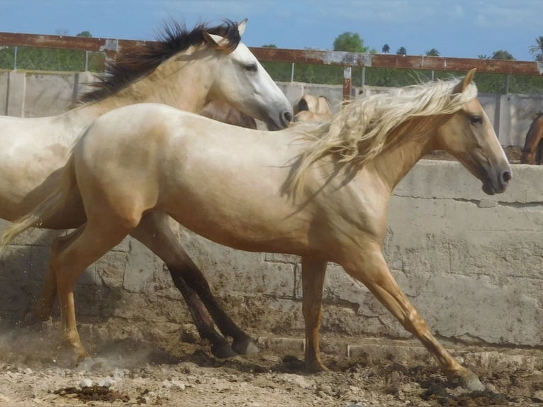 PRE Mare 3 years 15,2 hh Palomino in Rafelguaraf