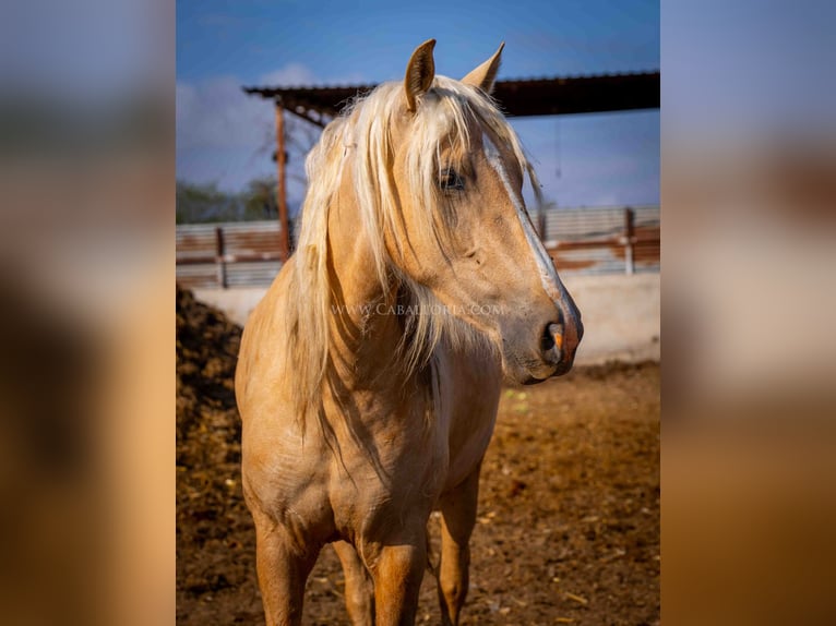 PRE Mare 3 years 15,2 hh Palomino in Rafelguaraf