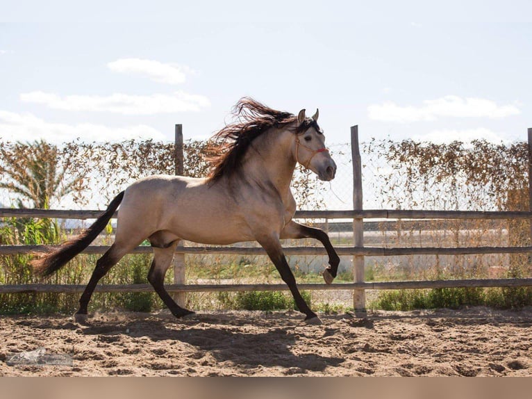 PRE Mare 3 years 15,2 hh Palomino in Rafelguaraf