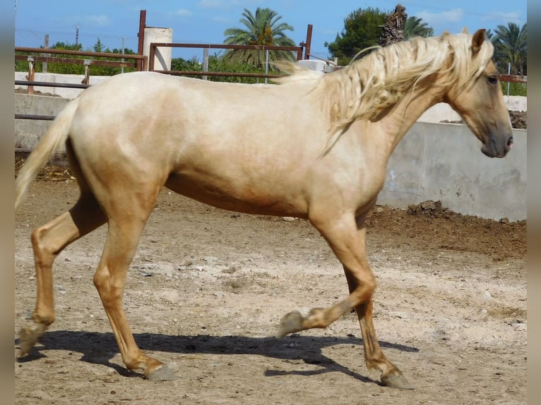 PRE Mare 3 years 15,2 hh Palomino in Rafelguaraf