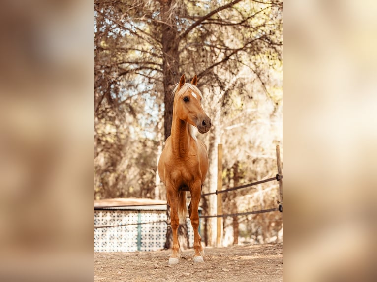 PRE Mix Mare 3 years 15,2 hh Palomino in Alcoi/Alcoy