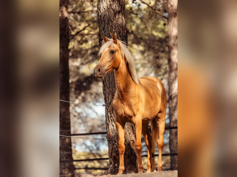 PRE Mix Mare 3 years 15,2 hh Palomino in Alcoi/Alcoy