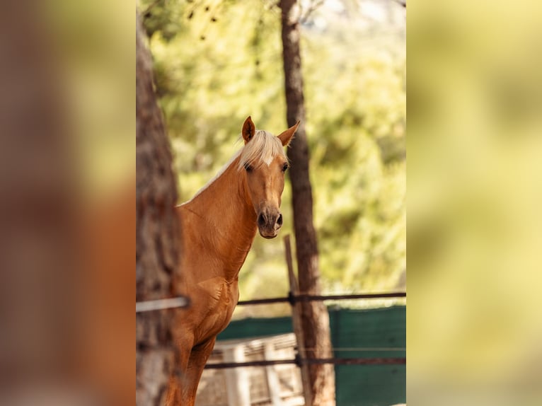 PRE Mix Mare 3 years 15,2 hh Palomino in Alcoi/Alcoy