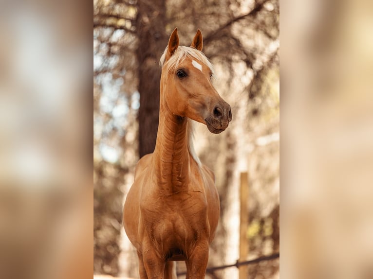 PRE Mix Mare 3 years 15,2 hh Palomino in Alcoi/Alcoy