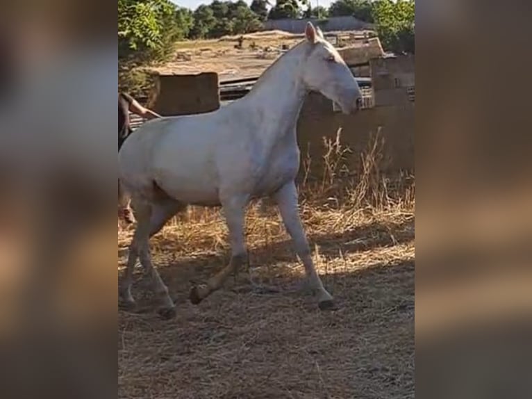 PRE Mare 3 years 15,2 hh Perlino in Villarrobledo