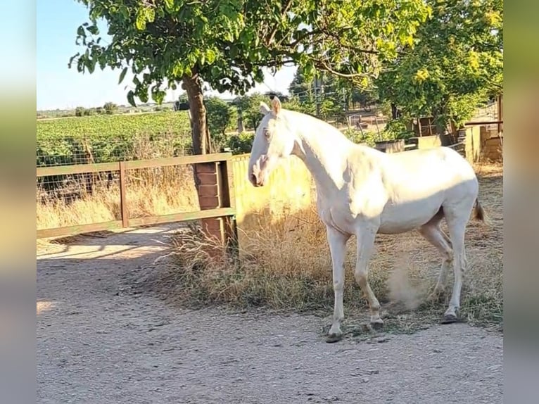 PRE Mare 3 years 15,2 hh Perlino in Villarrobledo