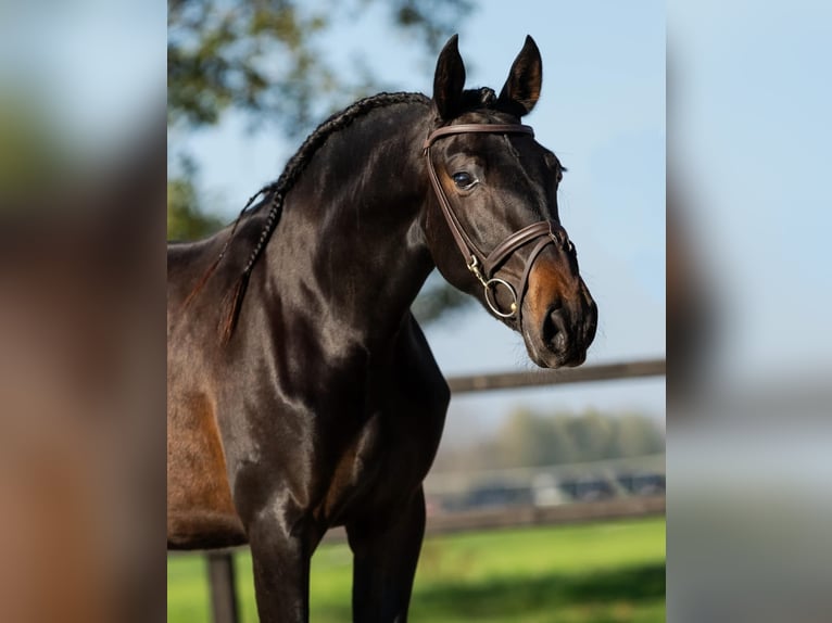 PRE Mix Mare 3 years 15,3 hh Brown in Sm