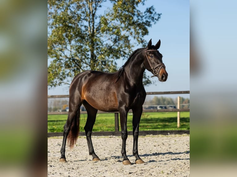 PRE Mix Mare 3 years 15,3 hh Brown in Sm