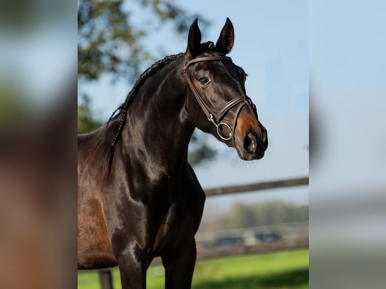 PRE Mix Mare 3 years 15,3 hh Brown in Sm