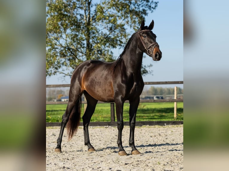 PRE Mix Mare 3 years 15,3 hh Brown in Sm