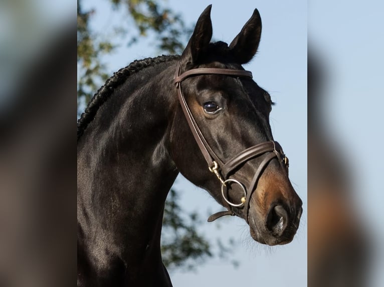 PRE Mix Mare 3 years 15,3 hh Brown in Sm