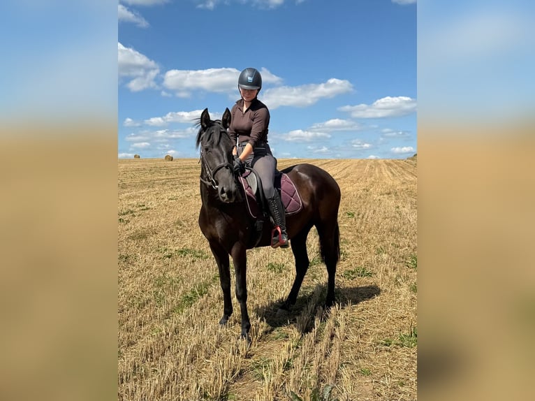 PRE Mix Mare 3 years 15 hh Black in Daleiden