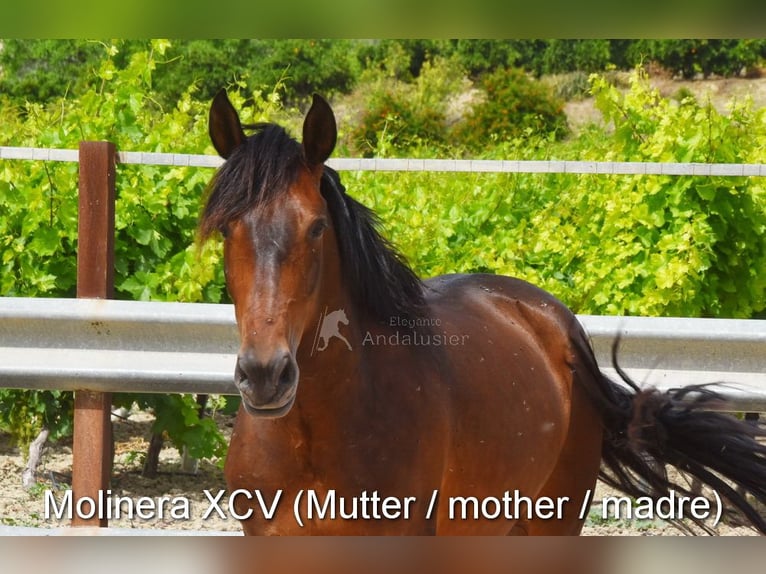 PRE Mare 3 years 15 hh Brown in Provinz Cordoba