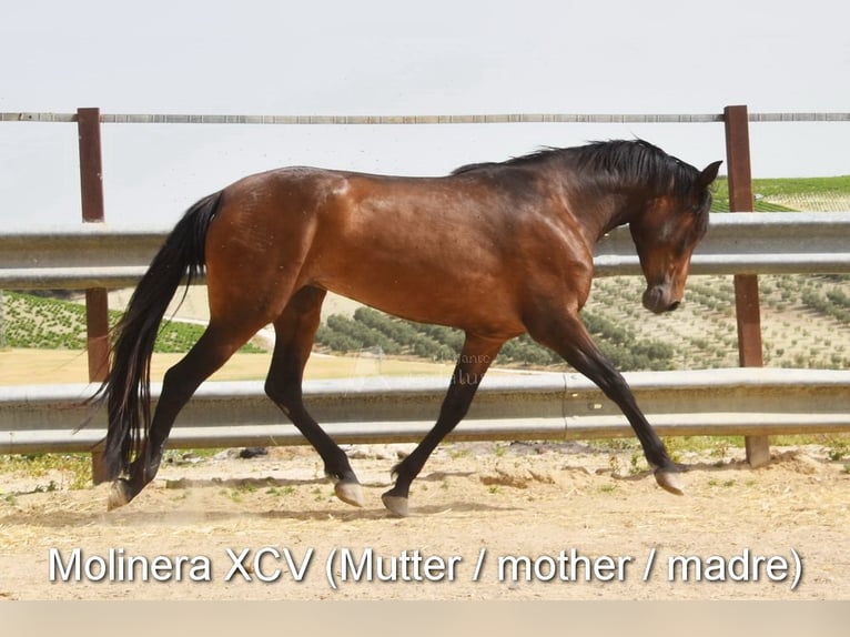 PRE Mare 3 years 15 hh Brown in Provinz Cordoba