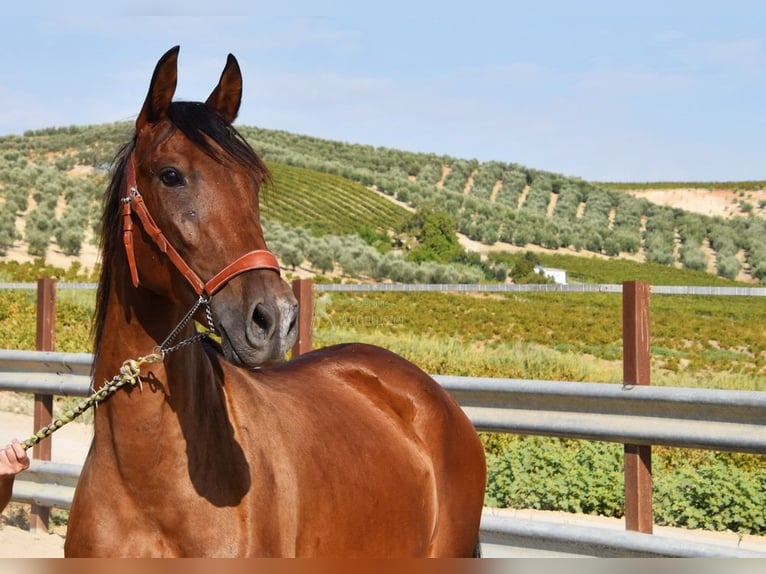 PRE Mare 3 years 15 hh Brown in Provinz Cordoba