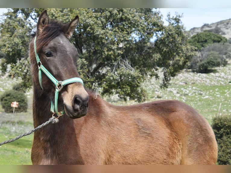 PRE Mare 3 years 15 hh Dun in Provinz Granada