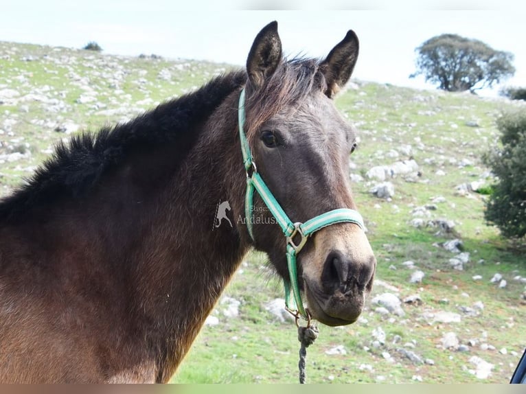 PRE Mare 3 years 15 hh Dun in Provinz Granada