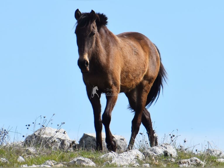 PRE Mare 3 years 15 hh Dun in Provinz Granada