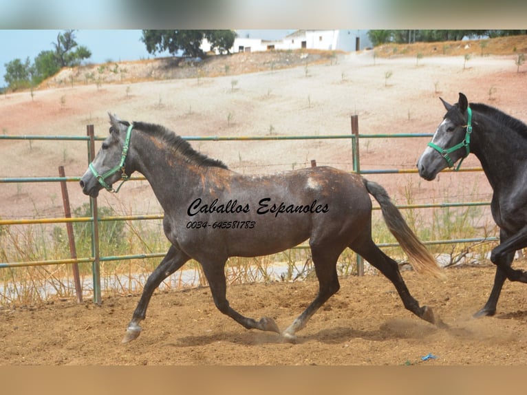 PRE Mix Mare 3 years 15 hh Grey-Dapple in Vejer de la Frontera