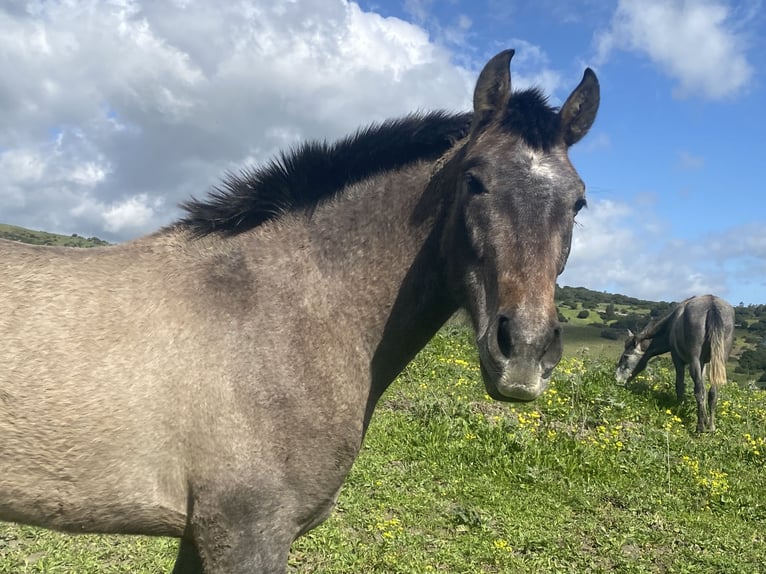 PRE Mix Mare 3 years 15 hh Grey in Tarifa
