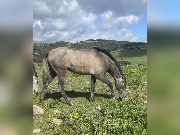 PRE Mix Mare 3 years 15 hh Grey in Tarifa