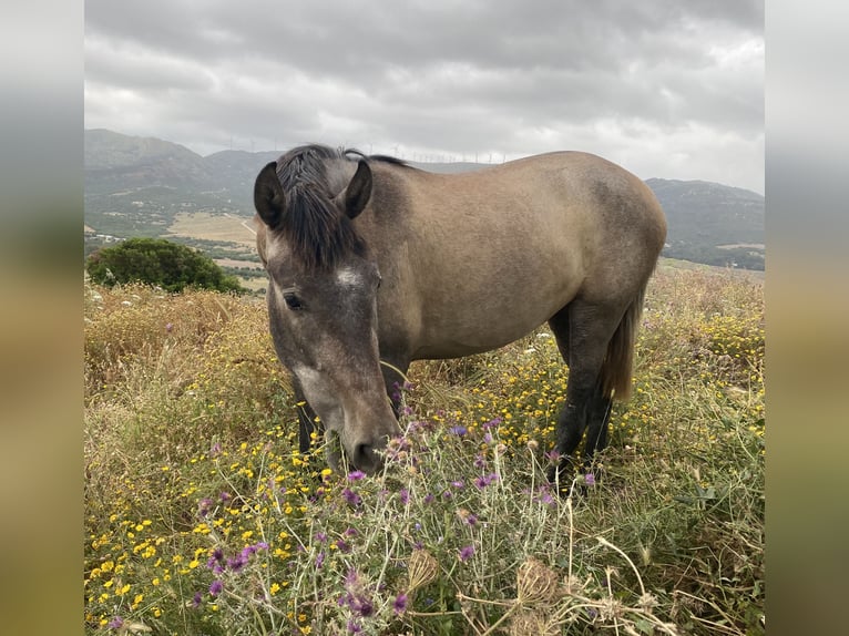 PRE Mix Mare 3 years 15 hh Grey in Tarifa