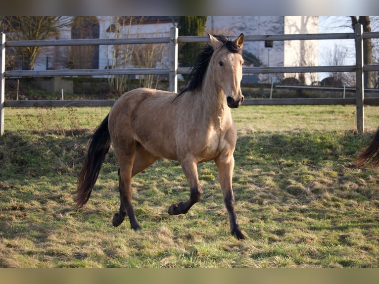 PRE Mix Mare 3 years 15,1 hh Buckskin in Hümmel