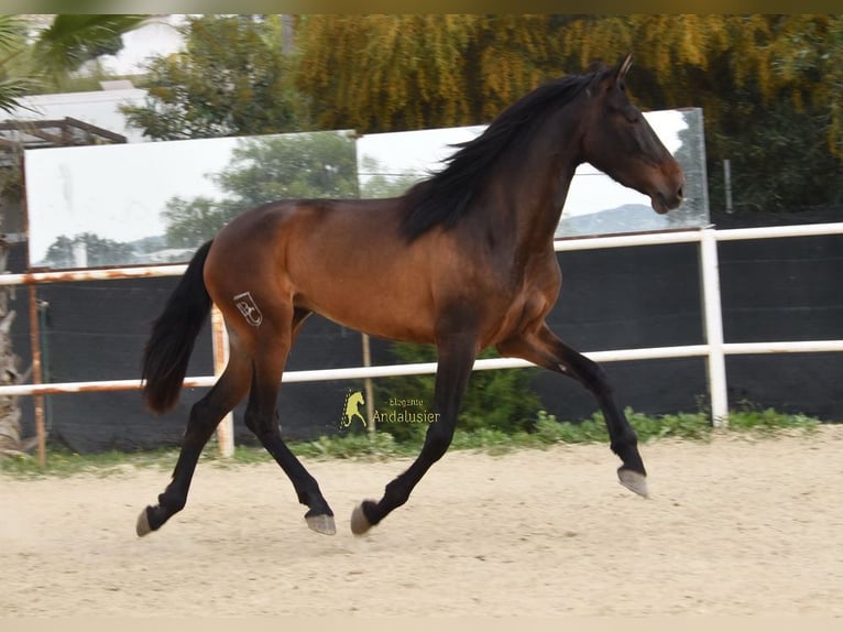 PRE Mare 3 years 15,2 hh Bay-Dark in Provinz Malaga