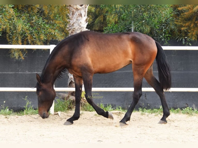 PRE Mare 3 years 15,2 hh Bay-Dark in Provinz Malaga