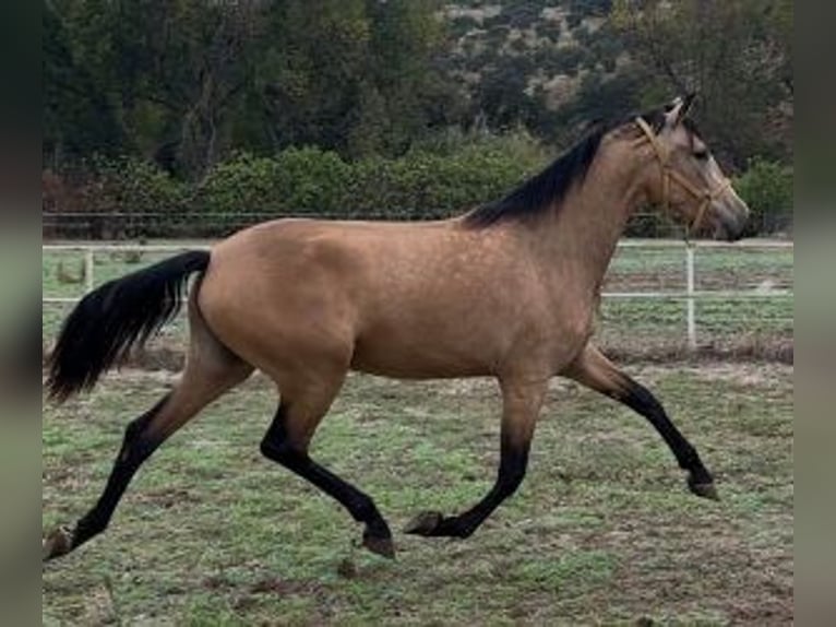 PRE Mix Mare 3 years 15,2 hh Bay in Madrid