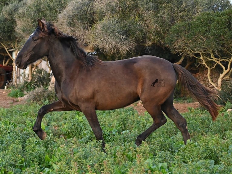 PRE Mare 3 years 15,2 hh Black in Menorca