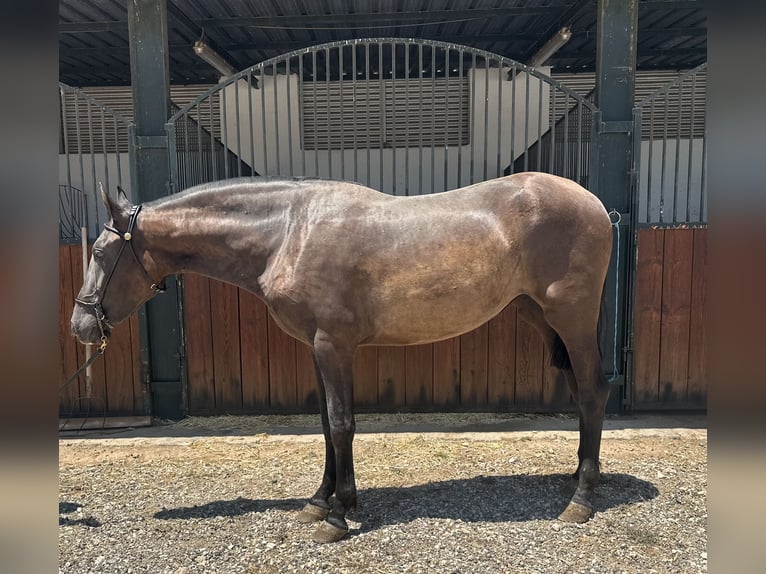 PRE Mare 3 years 15,2 hh Black in Bovalar (Urbanizacion)