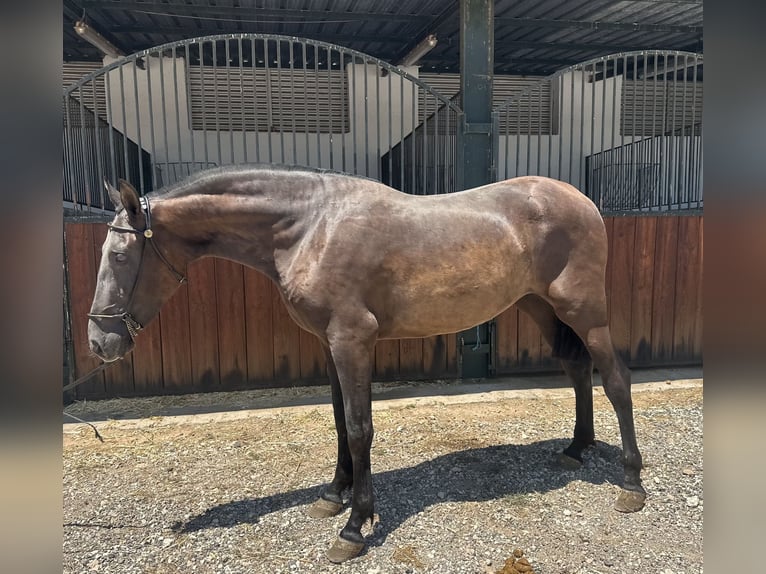 PRE Mare 3 years 15,2 hh Black in Bovalar (Urbanizacion)
