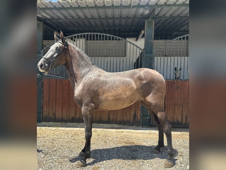 PRE Mare 3 years 15,2 hh Black in Bovalar (Urbanizacion)