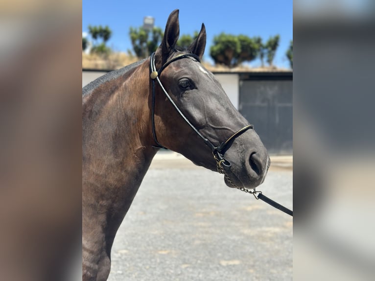 PRE Mare 3 years 15,2 hh Black in Bovalar (Urbanizacion)