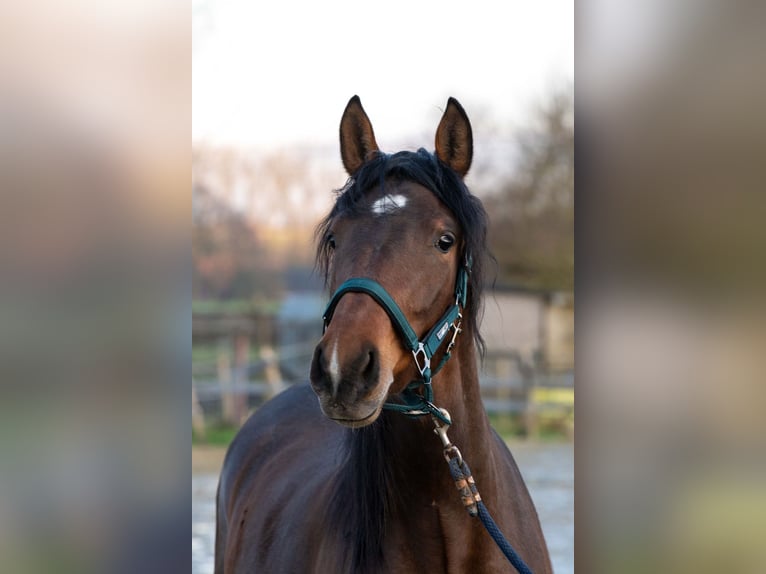 PRE Mix Mare 3 years 15,2 hh Brown in Welden
