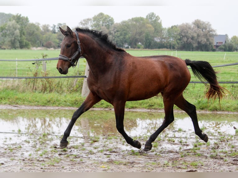 PRE Mix Mare 3 years 15,2 hh Brown in Wremen