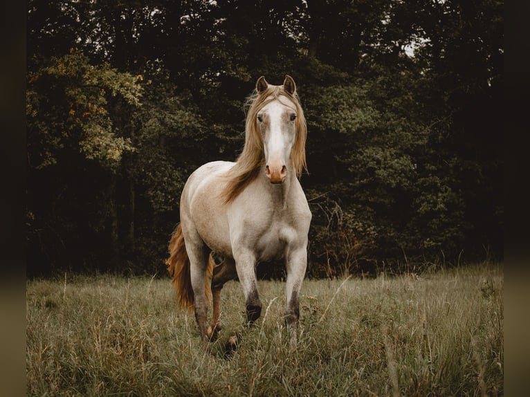 PRE Mare 3 years 15,2 hh Brown Falb mold in Otterberg