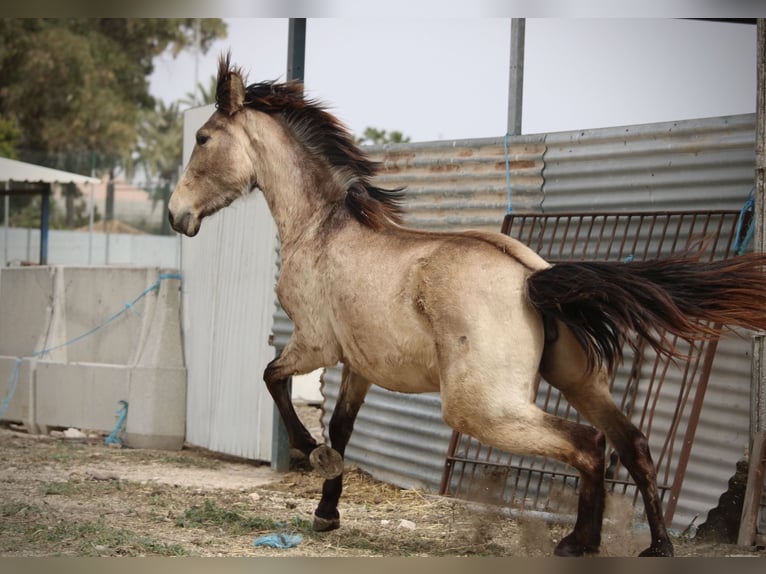 PRE Mix Mare 3 years 15,2 hh Buckskin in Valencia