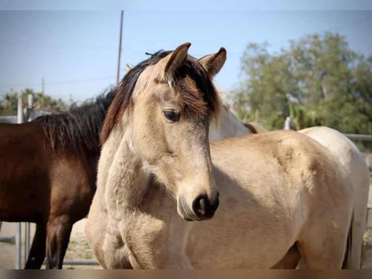 PRE Mix Mare 3 years 15,2 hh Buckskin in Valencia