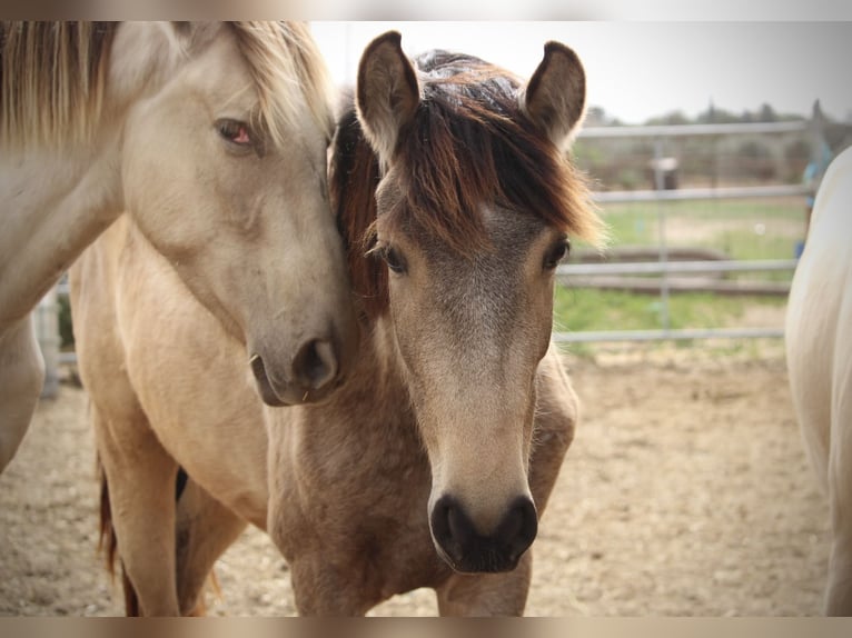 PRE Mix Mare 3 years 15,2 hh Buckskin in Valencia